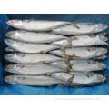 Buy Frozen Fish Pacific Mackerel Whole Round Sale